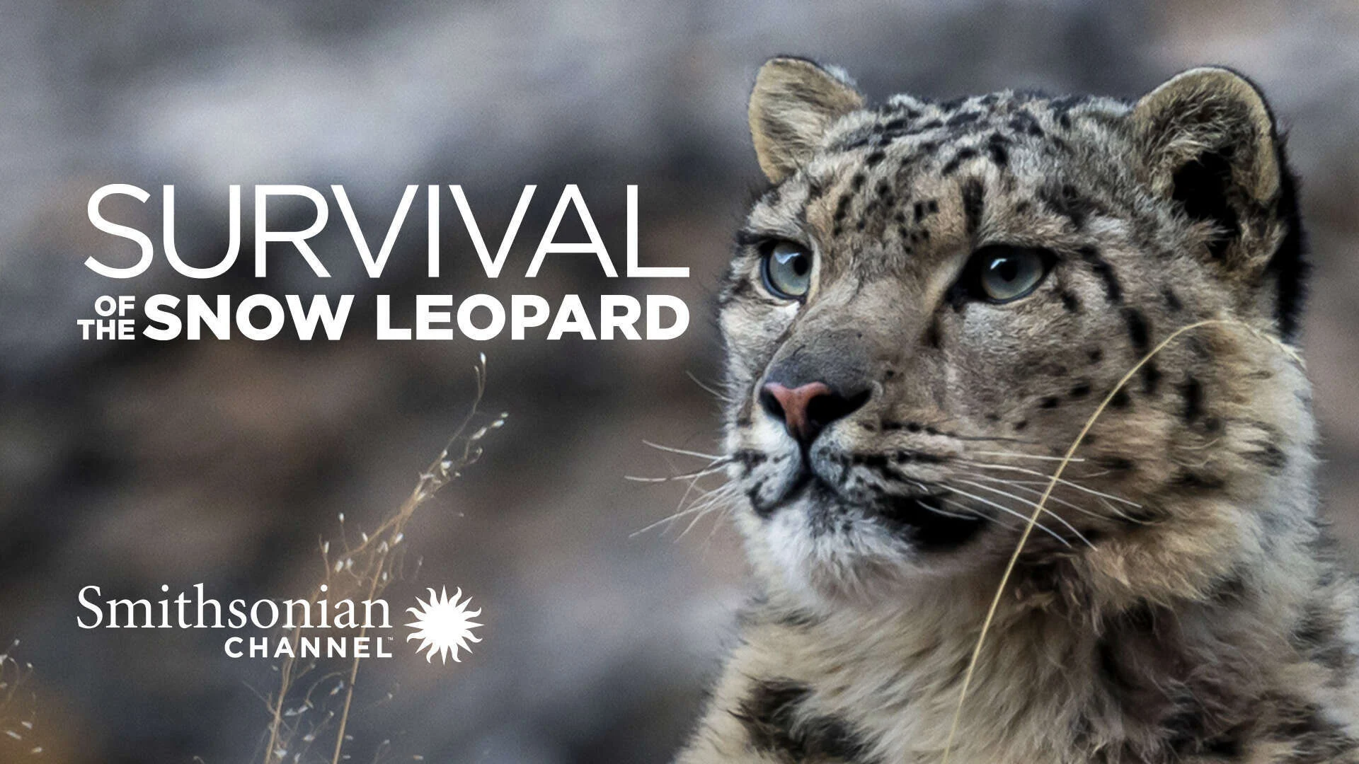 Phim Survival Of The Snow Leopard - Survival Of The Snow Leopard